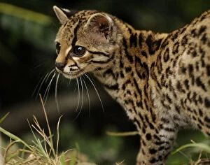 Images Dated 7th June 2008: Margay (Leopardus wiedii) portrait, semi-free-ranging, Peruvian Amazon, Peru