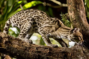 Margay (Leopardus wiedii) on tree branch, Belize, Central America. 2017. Captive