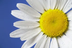 Leucanthemum Prints: Marguerite / Ox eye daisy (Leucanthemum vulgare) UK
