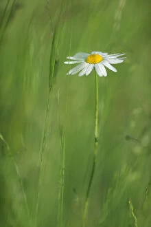 Images Dated 25th May 2009: Marguerite / Oxeye daisy (Leucanthemum vulgare) in flower, Roudenhaff, Mullerthal