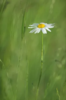 Marguerite / Oxeye daisy (Leucanthemum vulgare) in flower, Roudenhaff, Mullerthal