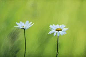 Two Marguerite / Oxeye daisy (Leucanthemum vulgare) flowers, Roudenhaff, Mullerthal