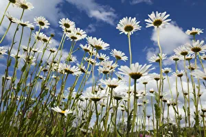Images Dated 2nd June 2009: Marguerites (Leucanthemum vulgare) in flower, Eastern Slovakia, Europe, June 2009