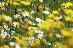 Asterales Prints: Marguerites (Leucanthemum vulgare) in flower in wildflower meadow