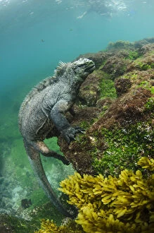 Life on Earth Gallery: Marine iguana (Amblyrhynchus cristatus) underwater. Fernandina Island. Galapagos, Endemic Species