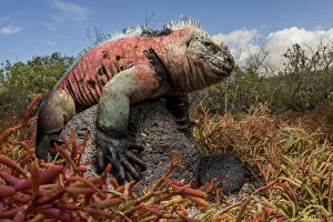 Size Gallery: Marine Iguana (Amblyrhynchus cristatus) perched on a rock. Floreana Island, Galapagos Islands