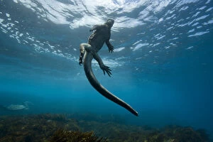 Amblyrhychus Gallery: Marine iguana (Amblyrhynchus cristatus) swimming back to the surface, Galapagos