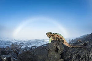 2019 March Highlights Collection: Marine iguana (Amblyrhynchus cristatus) males in breeding colouration on rocks, with sun halo
