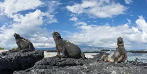 Images Dated 10th April 2017: Marine iguana (Amblyrhynchus cristatus) group on coast, Cape Douglas, Fernandina Island