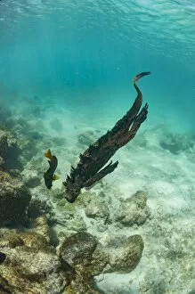 Images Dated 23rd July 2015: Marine iguana (Amblyrhynchus cristatus) swimming underwater, Sullivan Bay, Santiago Island