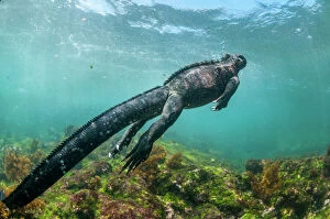 Swimming Gallery: Marine iguana (Amblyrhynchus cristatus) swimming underwater, Fernandina Island, Galapagos