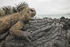 Amblyrhychus Gallery: Marine iguana (Amblyrhynchus cristatus) basking on volcanic rock at coast. Isabela Island