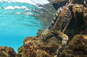 Images Dated 21st April 2015: Marine iguana (Amblyrhynchus cristatus) diving to feed on algae, Sombrero Chino Islet