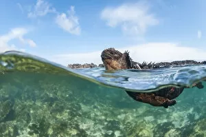 Images Dated 30th January 2019: Marine iguana (Amblyrhynchus cristatus), Punta Espinosa, Fernadina Island, Galapagos