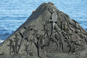 Images Dated 30th January 2019: Marine iguana (Amblyrhynchus cristatus) group on rocks, Cape Douglas, Fernandina Island