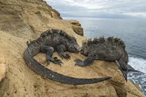 Amblyrhychus Gallery: Marine iguana (Amblyrhynchus cristatus), Punta Vicente Roca, Isabela Island, Galapagos