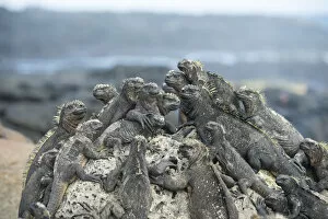 Images Dated 30th January 2019: Marine iguana (Amblyrhynchus cristatus) group resting on rocks, Cape Hammond, Fernandina Island