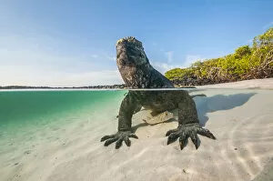 Images Dated 2nd June 2020: Marine iguana (Amblyrhynchus cristatus) split level view on the coast, Tortuga Bay