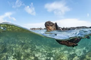 World Oceans Day 2021 Gallery: Marine iguana (Amblyrhynchus cristatus), Punta Espinosa, Fernadina Island, Galapagos