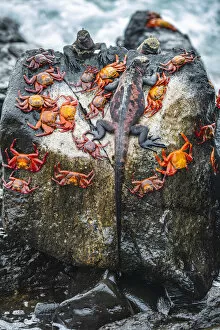 Images Dated 27th November 2021: Marine iguana (Amblyrhynchus cristatus) and Sally-lightfoot crabs (Grapsus grapsus)