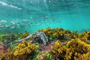 February 2022 Highlights Gallery: Marine iguana (Amblyrhynchus cristatus), grazing Ulva algae on lava seafloor