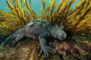 Marine iguana (Amblyrhynchus cristatus) feeding on algae on the seabed, Fernandina Island, Galapagos Islands