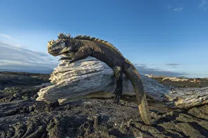 Marine iguana (Amblyrhynchus cristatus) basking on driftwood, Fernandina Island
