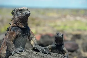 Oreocephalus Cristatus Prints: Marine iguana (Amblyrhynchus cristatus) basking in sun, Galapagos