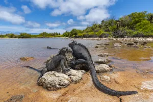 Marine iguana (Amblyrhynchus cristatus) basking in sun-warmed salt pool