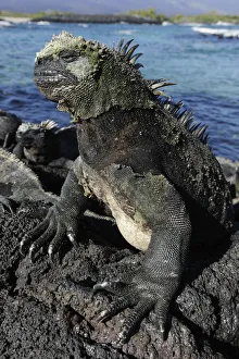 Marine Iguana (Amblyrhynchus cristatus) basking on volcanic rock. Fernandina Island