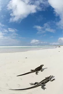 Amblyrhychus Gallery: Marine iguana (Amblyrhynchus cristatus) two on beach, Santa Cruz Island, Galapagos