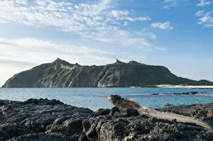 At Home in the Wild Collection: Marine iguana (Amblyrhynchus cristatus) on coast, Galapagos