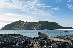 Amblyrhychus Gallery: Marine iguana (Amblyrhynchus cristatus) on coast, Galapagos