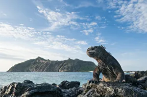 Marine iguana (Amblyrhynchus cristatus) on coast, Galapagos
