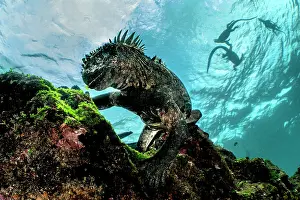 Fernandina Island Prints: Marine iguana (Amblyrhynchus cristatus) feeding on green algae on seabed