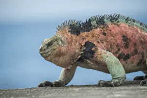 Marine iguana (Amblyrhynchus cristatus) male in breeding colouration, Cape Douglas