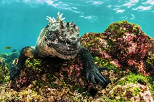 Fernandina Island Prints: Marine iguana (Amblyrhynchus cristatus) moving over the seabed