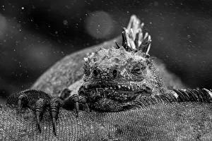 Marine iguana (Amblyrhynchus cristatus) resting head on back of another Marine iguana, Fernandina Island, Galapagos National Park, Galapagos Islands