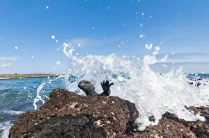 Images Dated 16th June 2020: Marine iguana (Amblyrhynchus cristatus) on rock, with pounding waves