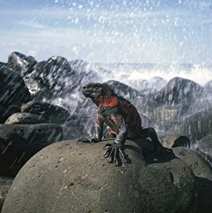 Marine Iguana (Amblyrhynchus cristatus) on rocks with wave splash. Galapagos, Ecuador