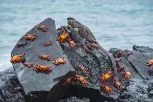 Marine iguana (Amblyrhynchus cristatus) and Sally-lightfoot crabs (Grapsus grapsus)