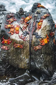 Marine iguana (Amblyrhynchus cristatus) and Sally-lightfoot crabs (Grapsus grapsus)