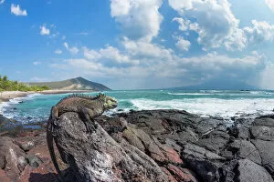 Rock Gallery: Marine iguana (Amblyrhynchus cristatus) on shore, Punta Moreno, Isabela Island, Galapagos