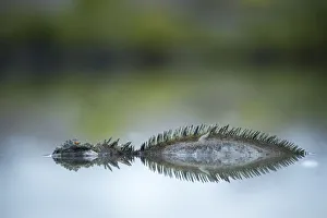 Marine iguana (Amblyrhynchus cristatus) submerged in salty pools to avoid mosquitoes