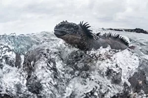 2019 March Highlights Gallery: Marine iguana (Amblyrhynchus cristatus) in the surf, Black Beach, Floreana Island