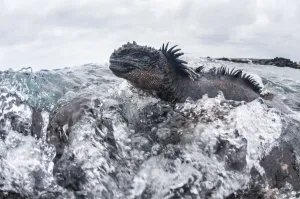Ancient Gallery: Marine iguana (Amblyrhynchus cristatus) in the surf, Black Beach, Floreana Island