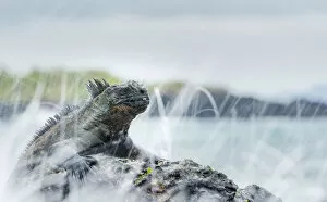 Amblyrhychus Gallery: Marine iguana (Amblyrhynchus cristatus) in the surf, Galapagos