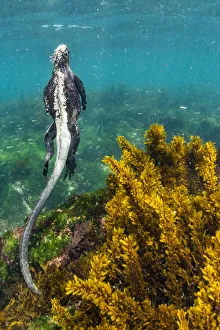 Marine iguana (Amblyrhynchus cristatus) swimming away after feeding, Fernandina Island