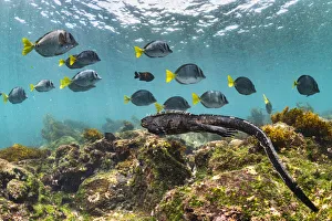 Marine iguana (Amblyrhynchus cristatus) swimming back to share food after grazing Ulva