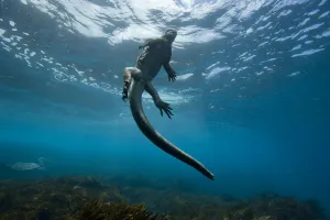 Part Of Prints: Marine iguana (Amblyrhynchus cristatus) swimming back to the surface, Galapagos